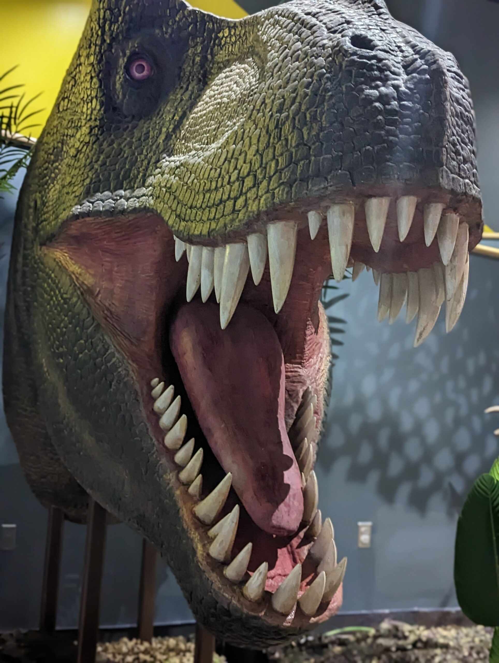 Tyrannosaurus rex head close up